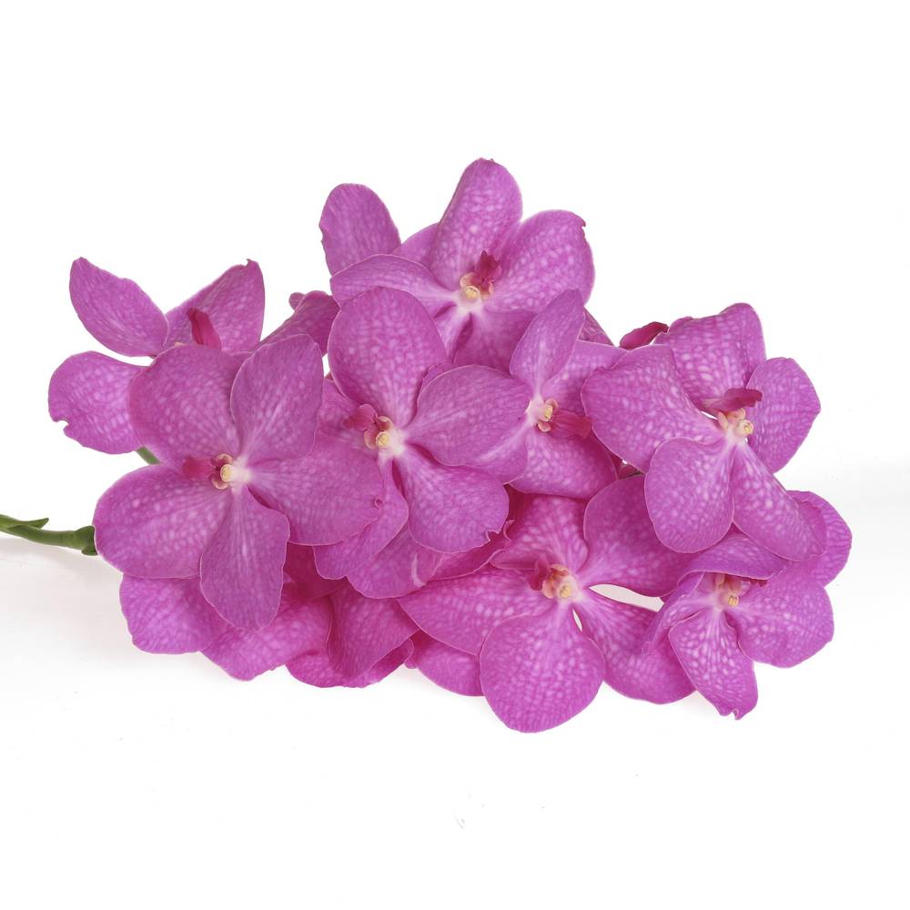 Vanda lila Crystal pink 16 Blüten 3 Stiele