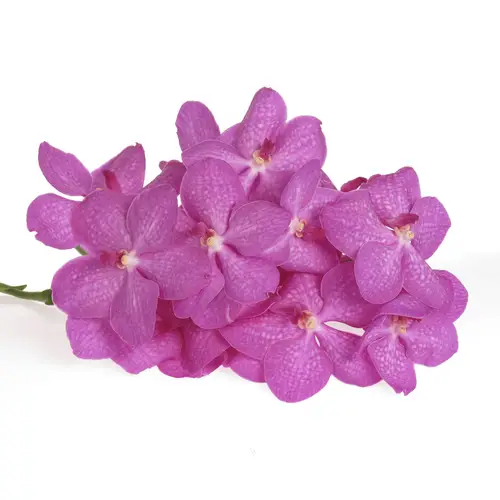 Vanda lila Crystal pink 16 Blüten 3 Stiele