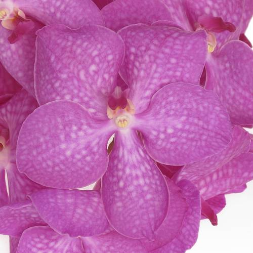 Vanda lila Crystal pink 16 Blüten 3 Stiele