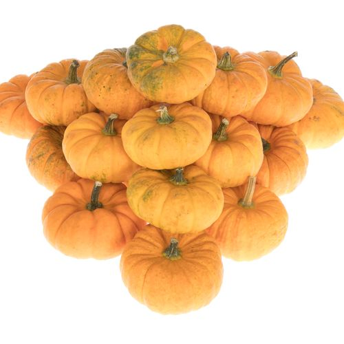 Zierkürbis orange Jack Be Little 8cm