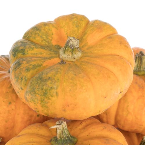 Zierkürbis orange Jack Be Little 8cm
