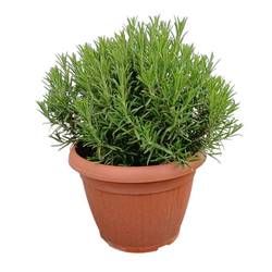 Rosmarin Officinalis T25 H045