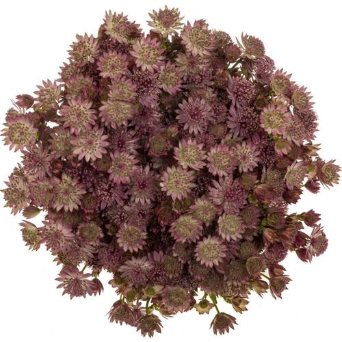 Astrantia rosa Rosa Lee