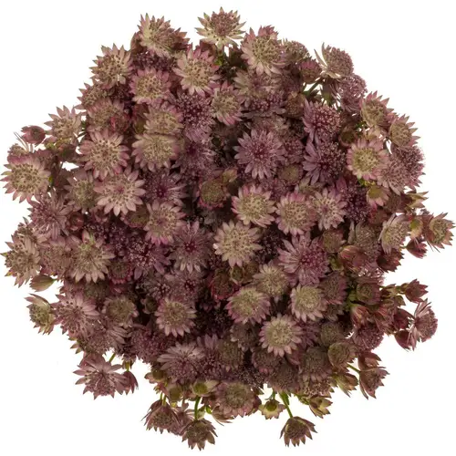 Astrantia rosa Rosa Lee