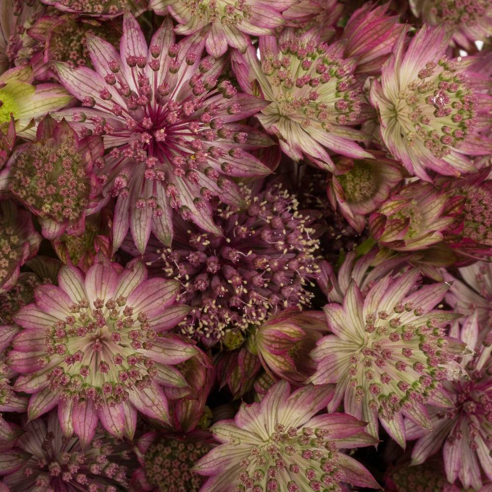 Astrantia rosa Rosa Lee