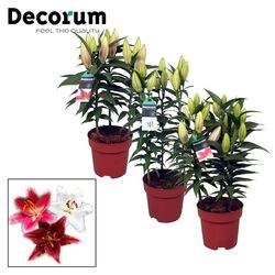 Lilien 3er Oriental rot/rosa/weiss T17 H55