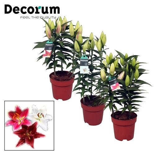 Lilien 3er Oriental rot/rosa/weiss T17 H55