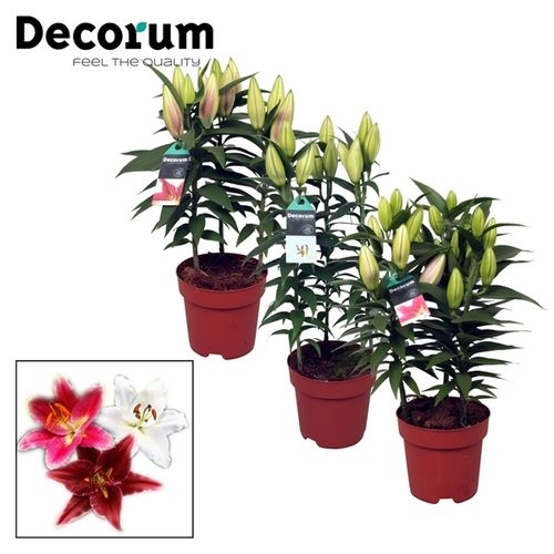 Lilien 3er Oriental rot/rosa/weiss T17 H55