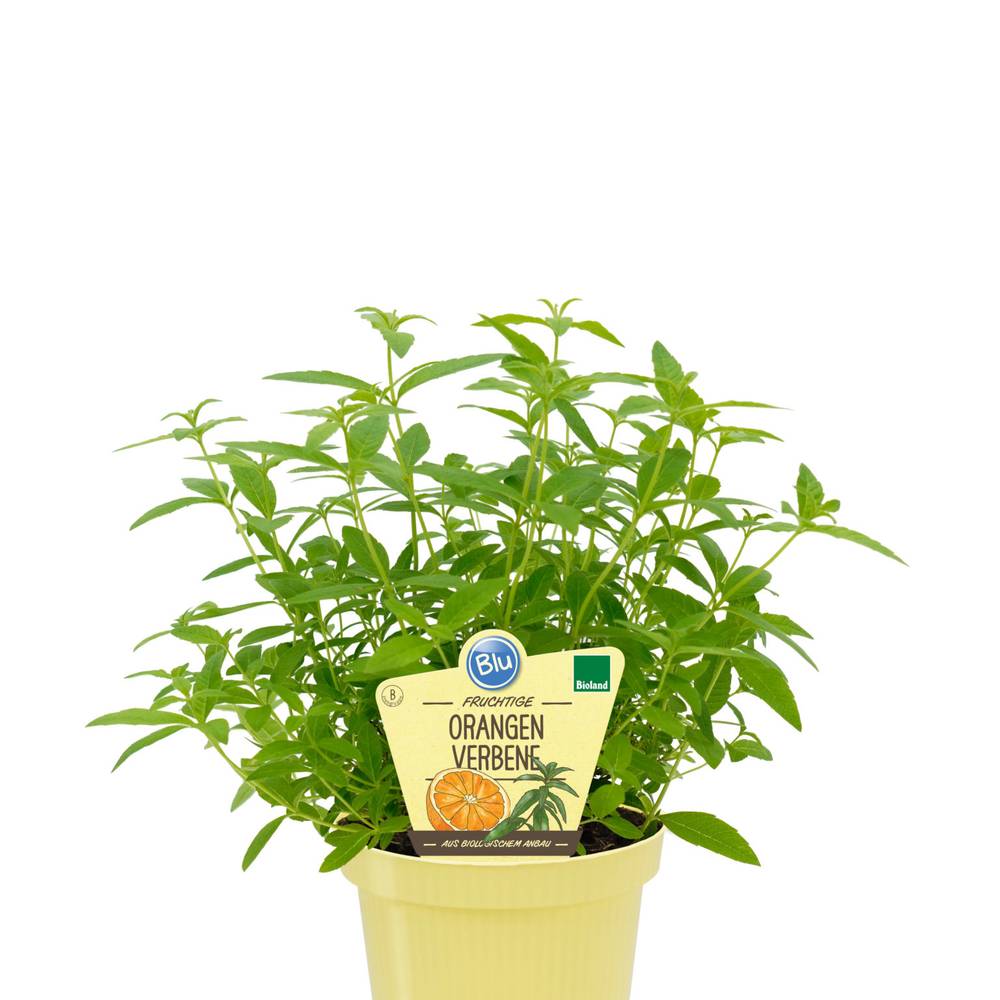 Bio Orangenverbene T12 H025