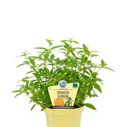 Bio Orangenverbene T12 H025