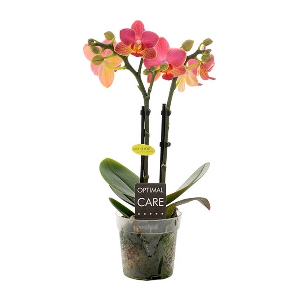 Phal.2-R  rosa/orange Gwen T07 H25