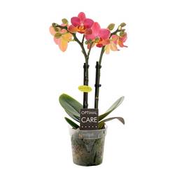 Phal.2-R  rosa/orange Gwen T07 H25