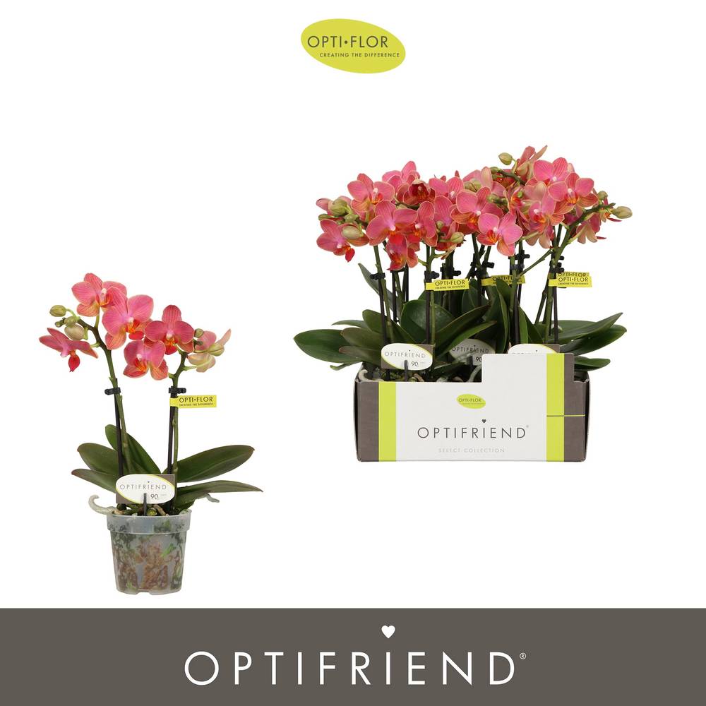 Phal.2-R lachs Gwen T07 H025