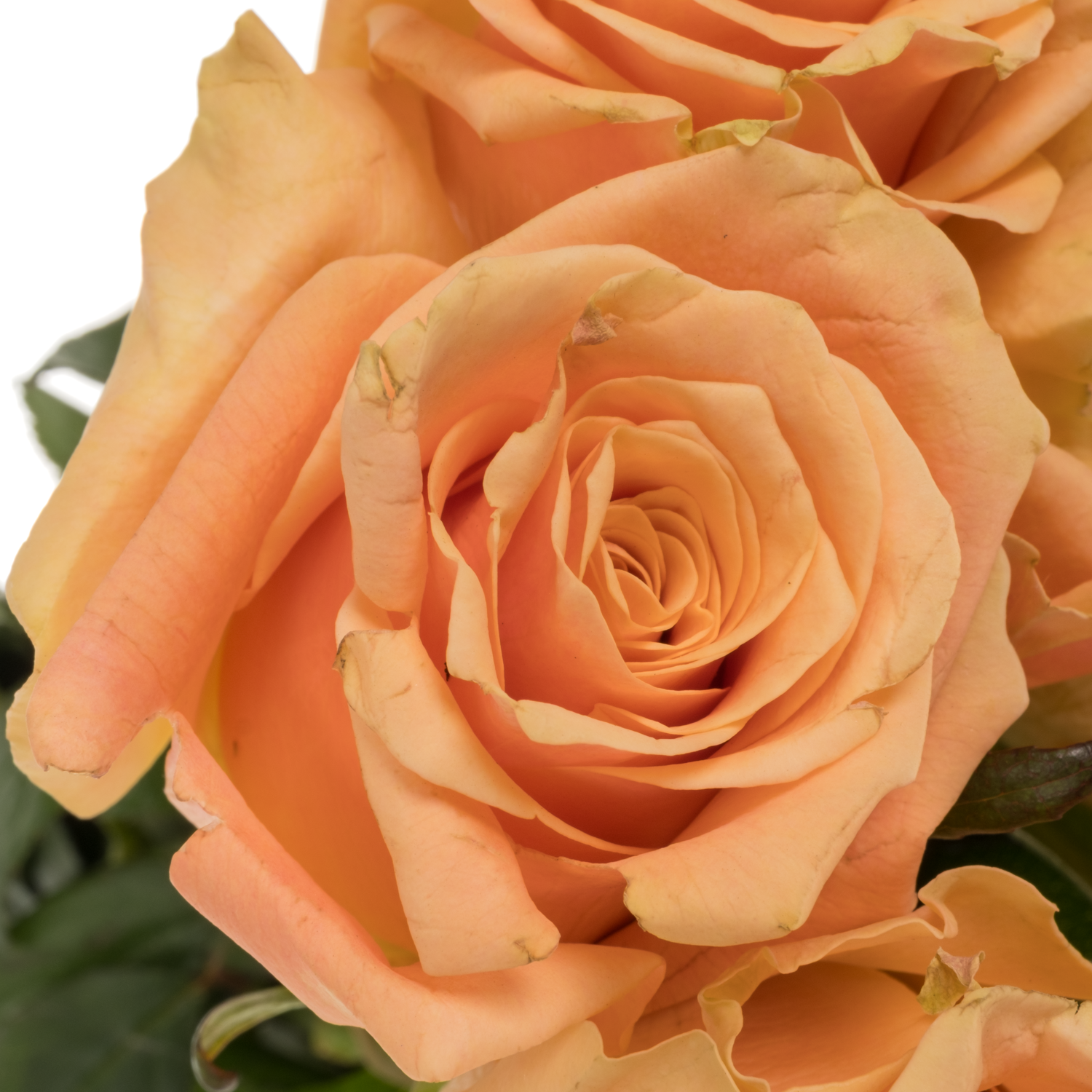 Rose orange Miss Jackie 50cm