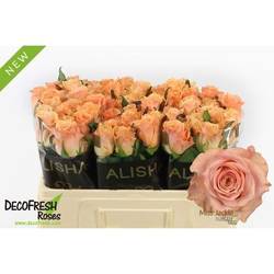 Rose orange Miss Jackie 50cm