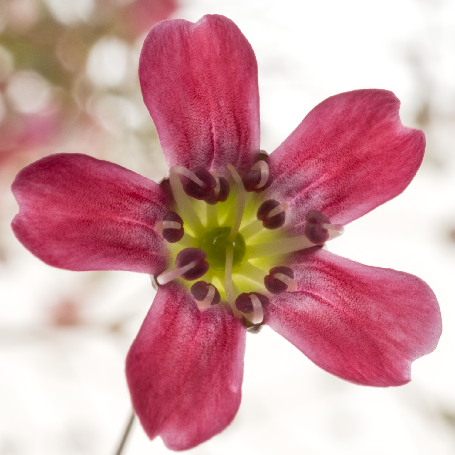 Gyps fuchsia Freiland 40cm
