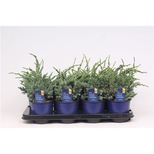Juniperus Squamata Meyeri T13 H035