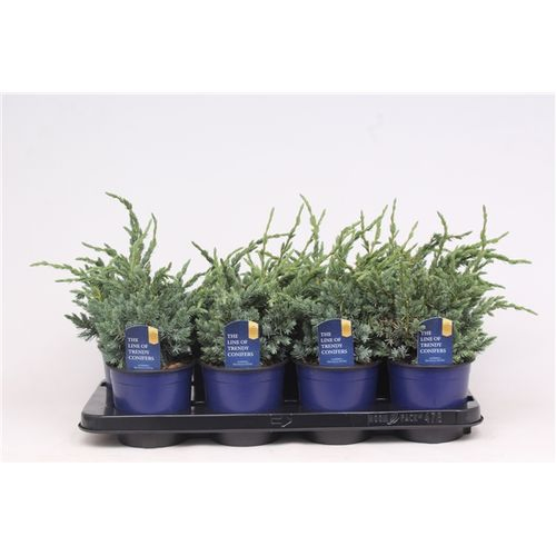 Juniperus Squamata Meyeri T13 H035