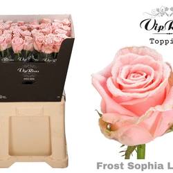 Rose rosa/weiss Frost Sophia Loren 70cm