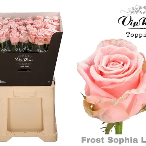Rose rosa/weiss Frost Sophia Loren 70cm