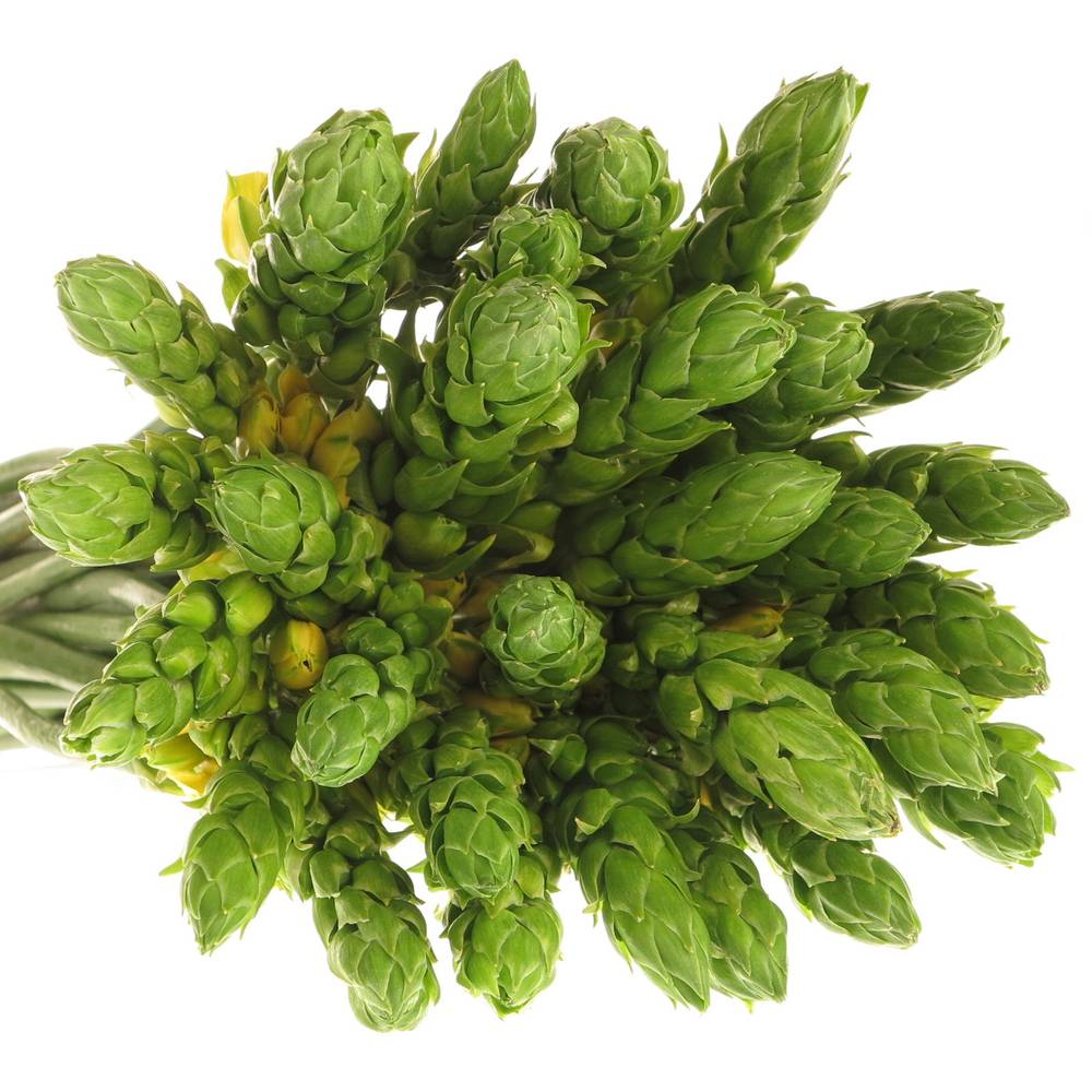 Ornithogalum gelb Yellow Asa 35cm