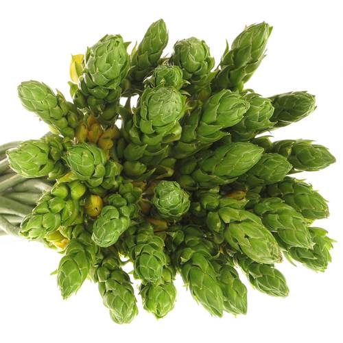 Ornithogalum gelb Yellow Asa 35cm