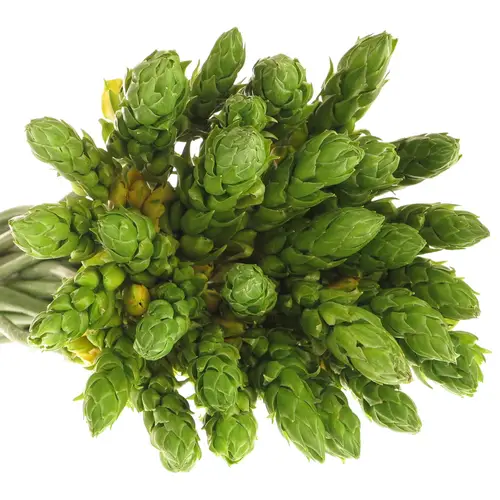 Ornithogalum gelb Yellow Asa 35cm