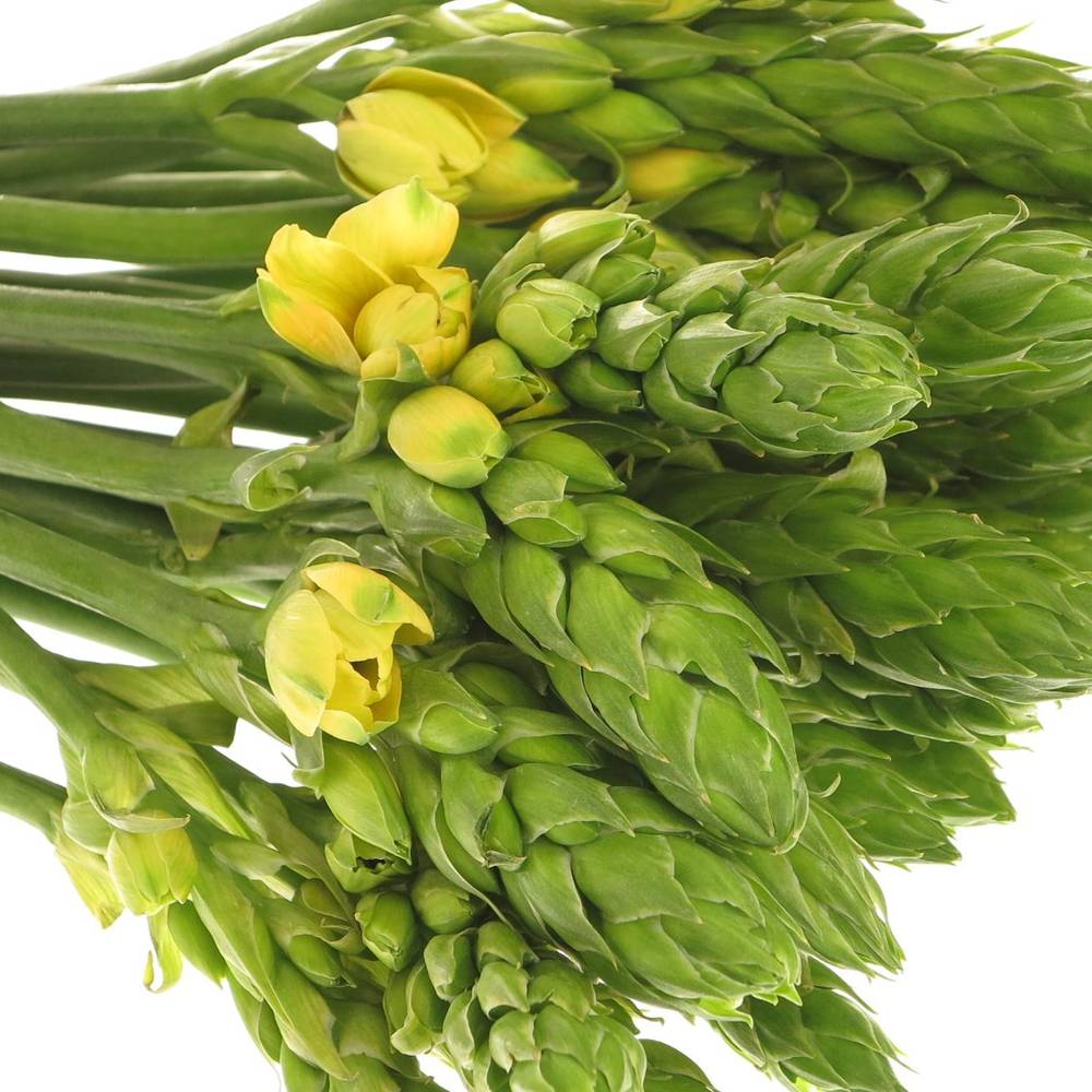 Ornithogalum gelb Yellow Asa 35cm