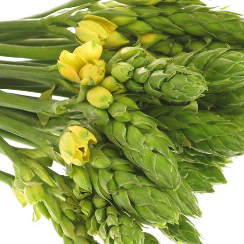 Ornithogalum gelb Yellow Asa 35cm