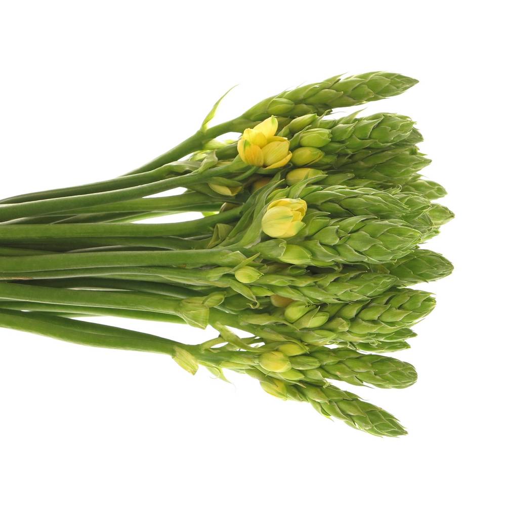 Ornithogalum gelb Yellow Asa 35cm