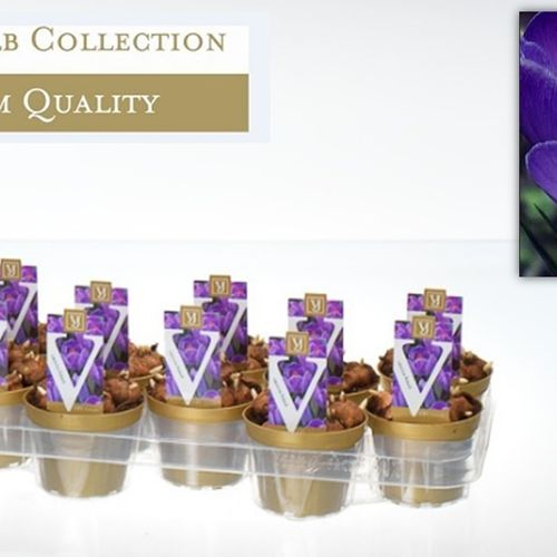Crocus blau Flower Rec. T10 H12