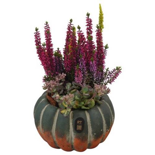 Garten.Arr PTHO7677 Herbst T17 H030