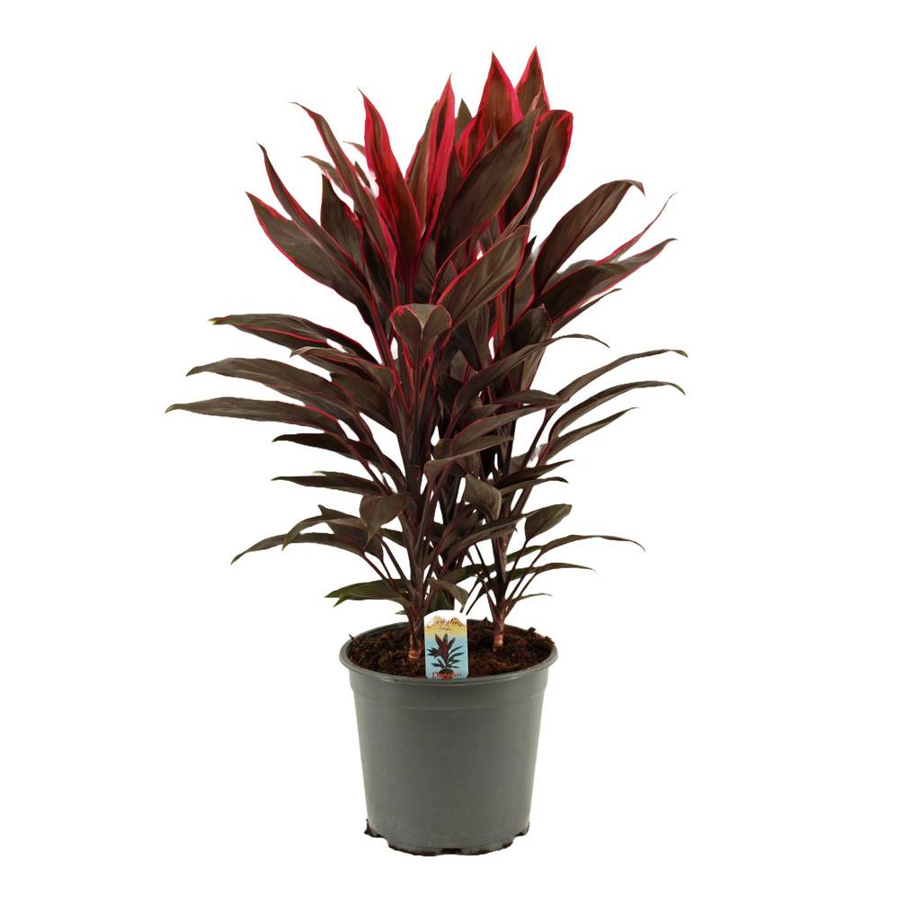 Cordyline Tango T19 H55
