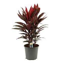 Cordyline Tango T19 H55