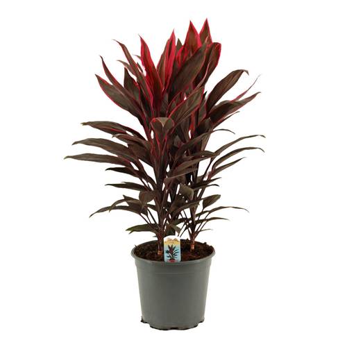 Cordyline Tango T19 H55