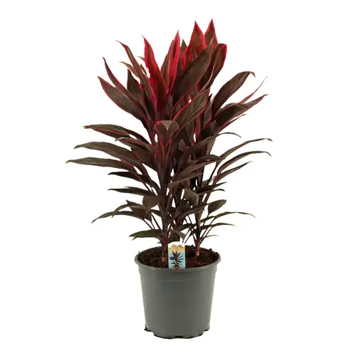 Cordyline Tango T19 H55