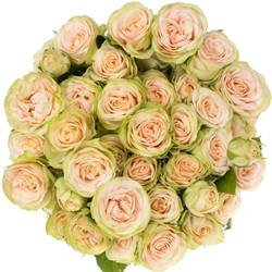 Rose verzweigt apricot/grün Whitney 7+Blüte 70cm