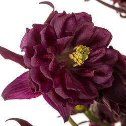 Aquilei dunkel lila Ruby Cloud 55cm