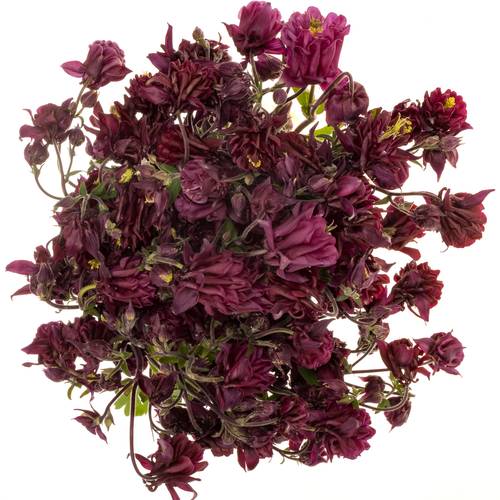 Aquilei dunkel lila Ruby Cloud 55cm
