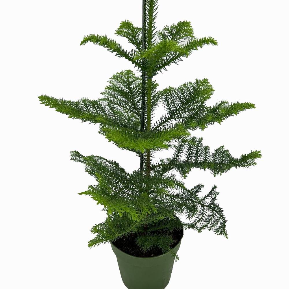 Araucaria T17 H50
