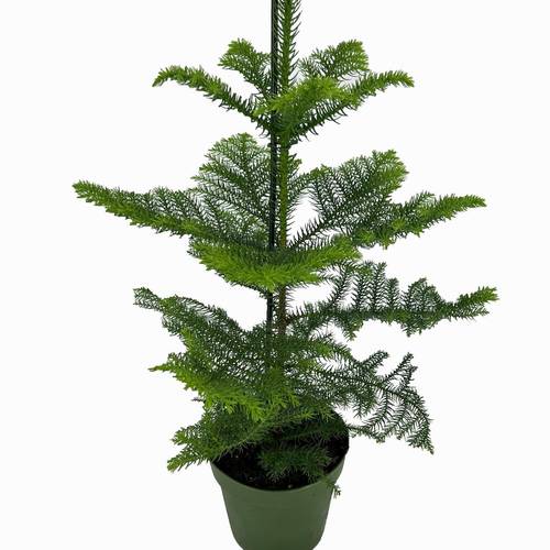 Araucaria T17 H50