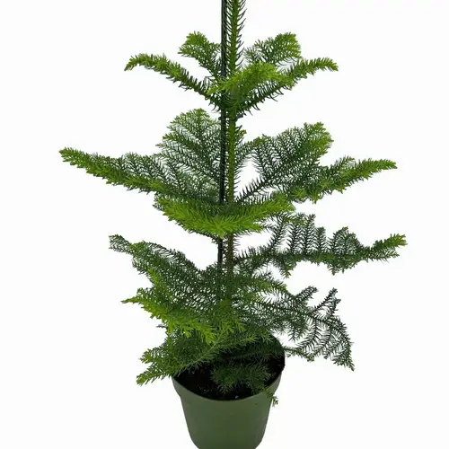 Araucaria T17 H50