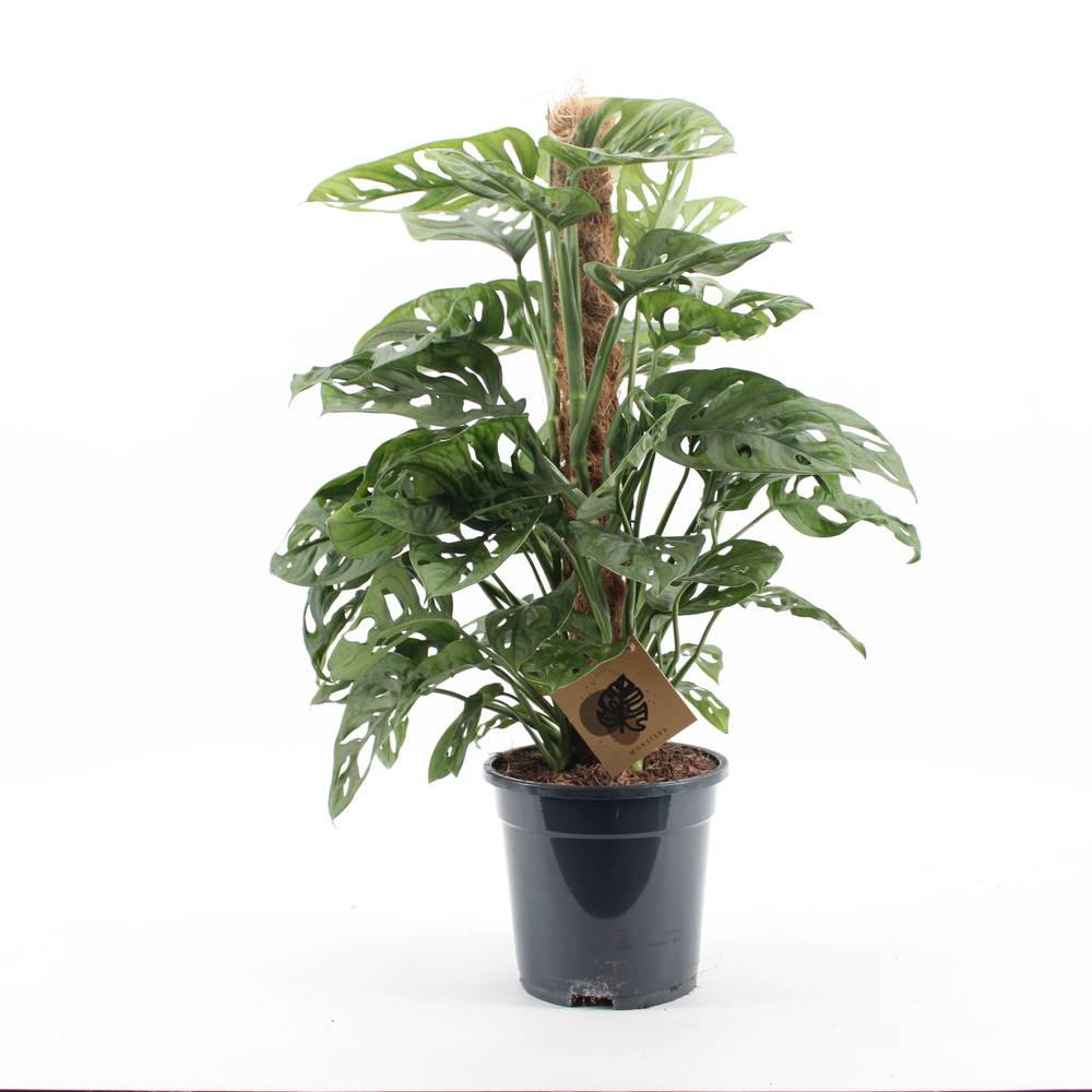 Monstera Monkey Leaf Moosstok T17 H065