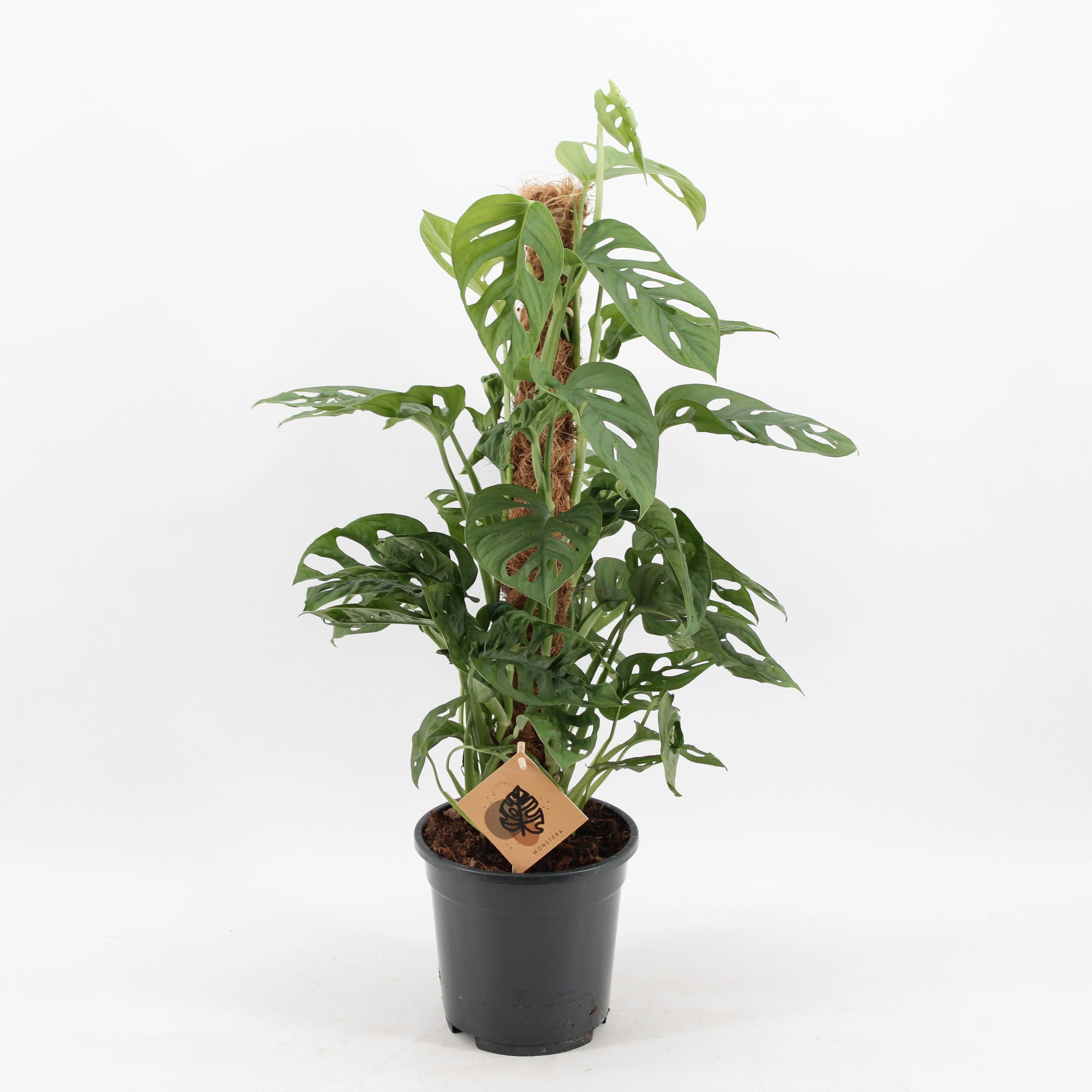 philodendron whipple way Philodendron Whipple Way main image 0