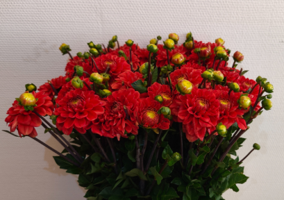 Dahlia rot happy honey 55cm