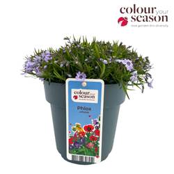 Phlox blau Subulata T15 H025