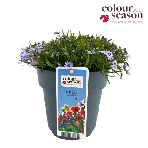 Phlox blau Subulata T15 H025