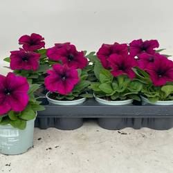 Petunia fuchsia Burgundy T09 H020