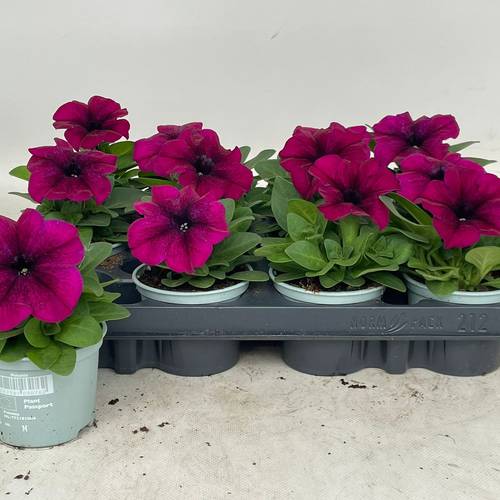 Petunia fuchsia Burgundy T09 H020