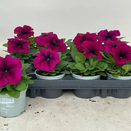 Petunia fuchsia Burgundy T09 H020